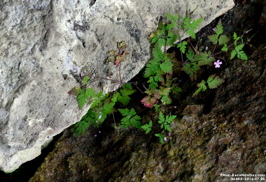 32463CrLeRe - Greig's Caves